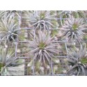 Tillandsia ionantha Pleiades