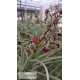 Tillandsia humilis giant form
