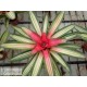 Neoregelia carolinae var. tricolor devroe