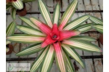 Neoregelia carolinae var. tricolor devroe