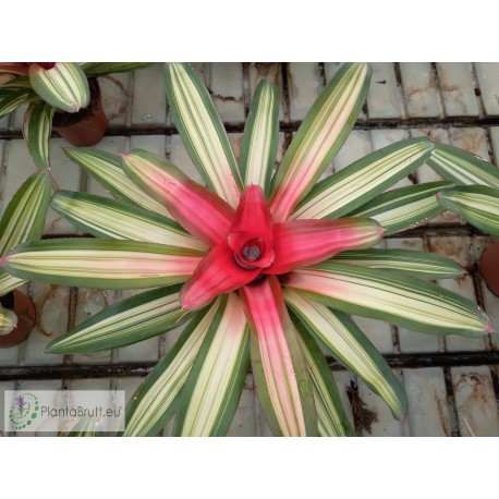 Neoregelia carolinae var. tricolor devroe