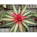 Neoregelia carolinae var. tricolor devroe