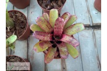 Neoregelia Agnes
