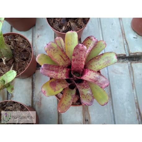 Neoregelia Agnes