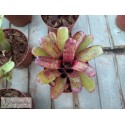 Neoregelia Agnes