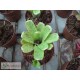 Neoregelia Ileana