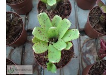 Neoregelia Ileana