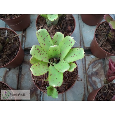Neoregelia Ileana