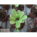 Neoregelia Ileana