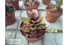 Neoregelia Heraclea