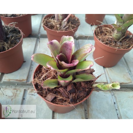 Neoregelia Heraclea