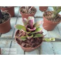 Neoregelia Heraclea