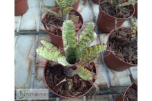Neoregelia Flerida