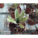 Neoregelia Flerida