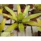 Neoregelia ampullacea Clone