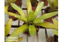 Neoregelia ampullacea Clone