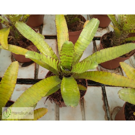Neoregelia ampullacea Clone