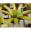 Neoregelia ampullacea Clone