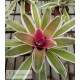 Neoregelia Rosa Morada