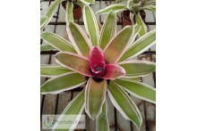 Neoregelia Rosa Morada