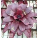 Neoregelia Red Reverse Hybrid