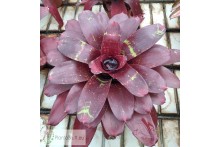 Neoregelia Red Reverse Hybrid