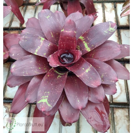 Neoregelia Red Reverse Hybrid