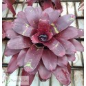 Neoregelia Red Reverse Hybrid