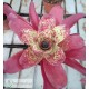 Neoregelia Alan Freeman Hybrid