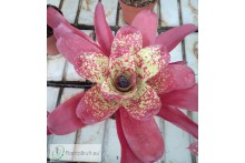 Neoregelia Alan Freeman Hybrid