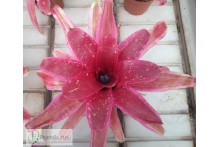 Neoregelia Swanky
