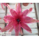 Neoregelia Swanky
