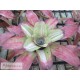 Neoregelia Fancy Francis