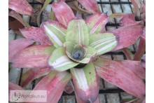 Neoregelia Fancy Francis