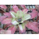 Neoregelia Fancy Francis
