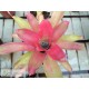 Neoregelia Grace