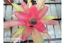 Neoregelia Grace
