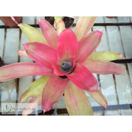Neoregelia Grace