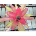 Neoregelia Grace