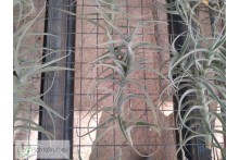 Tillandsia jequiensis