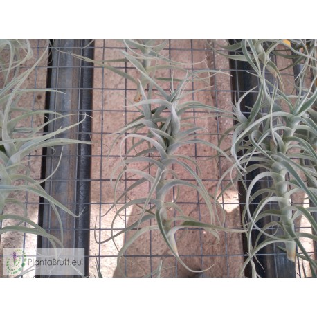 Tillandsia jequiensis
