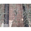 Tillandsia jequiensis