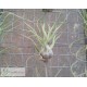 Tillandsia streptophylla Hybrid