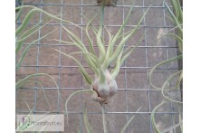 Tillandsia streptophylla Hybrid
