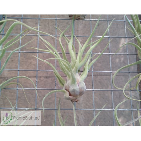 Tillandsia streptophylla Hybrid