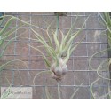 Tillandsia streptophylla Hybrid