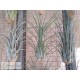 Tillandsia paraensis XL