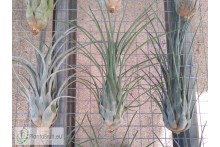 Tillandsia paraensis XL