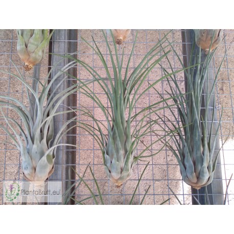 Tillandsia paraensis XL