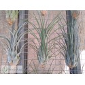 Tillandsia paraensis XL